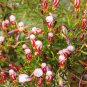 Oxalis Versicolor Candy Cane Sorrel 200 Seeds