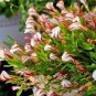 Oxalis Versicolor Candy Cane Sorrel 200 Seeds
