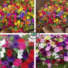 Hanging Petunia Mixed Flores Color Waves Beautiful Flowers 400 Seeds