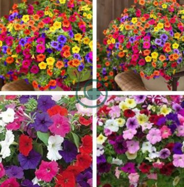 Hanging Petunia Mixed Flores Color Waves Beautiful Flowers 400 Seeds