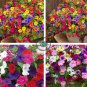 Hanging Petunia Mixed Flores Color Waves Beautiful Flowers 400 Seeds