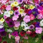 Hanging Petunia Mixed Flores Color Waves Beautiful Flowers 400 Seeds