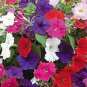 Hanging Petunia Mixed Flores Color Waves Beautiful Flowers 400 Seeds