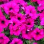 Hanging Petunia Mixed Flores Color Waves Beautiful Flowers 400 Seeds