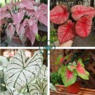 Multicolor Caladium Bonsai Caladium 200 Seeds