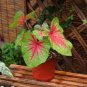 Multicolor Caladium Bonsai Caladium 200 Seeds