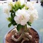 True White Desert Rose Bonsai Ornamental Plant Balcony Bonsai 2 Seeds
