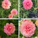 Mixed Color Moss-Rose Purslane Double Flower 200 Seeds