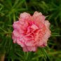 Mixed Color Moss-Rose Purslane Double Flower 200 Seeds