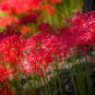 manjusaka mandarava Beautiful Flower Planting 400 Seeds