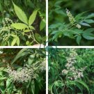Buy Vitex Negundo Tree Semente 200 Seeds