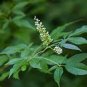 Buy Vitex Negundo Tree Semente 200 Seeds