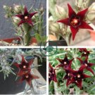 Exotic Rare Cactus Bonsai Stapelia Pulchella Bonsai Lithops 400 Seeds
