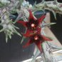 Exotic Rare Cactus Bonsai Stapelia Pulchella Bonsai Lithops 400 Seeds