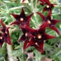 Exotic Rare Cactus Bonsai Stapelia Pulchella Bonsai Lithops 400 Seeds