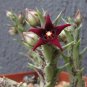 Exotic Rare Cactus Bonsai Stapelia Pulchella Bonsai Lithops 400 Seeds