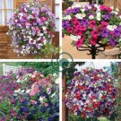 Heirloom Hanging Petunia Mixed 400 Seeds