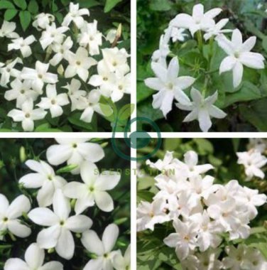 White jasmine 20 Seeds