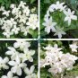 White jasmine 20 Seeds