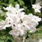 White jasmine 20 Seeds