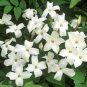 White jasmine 20 Seeds