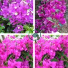 Bougainvillea Spectabilis Willd Triangles Plum 200 Seeds