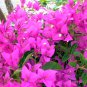 Bougainvillea Spectabilis Willd Triangles Plum 200 Seeds