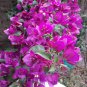 Bougainvillea Spectabilis Willd Triangles Plum 200 Seeds