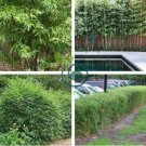 Plant Bambusa Multiplex for Qin Si Bamboo 60 Seeds