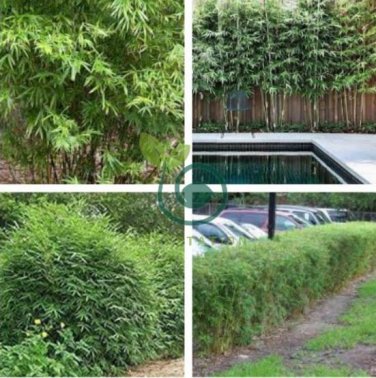 Plant Bambusa Multiplex for Qin Si Bamboo 60 Seeds