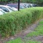 Plant Bambusa Multiplex for Qin Si Bamboo 60 Seeds