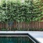 Plant Bambusa Multiplex for Qin Si Bamboo 60 Seeds