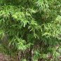 Plant Bambusa Multiplex for Qin Si Bamboo 60 Seeds