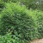Plant Bambusa Multiplex for Qin Si Bamboo 60 Seeds