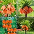 Red Yellow Imperial Crown Fritillaria Imperialis Lutea 400 Seeds
