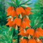 Red Yellow Imperial Crown Fritillaria Imperialis Lutea 400 Seeds
