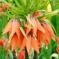 Red Yellow Imperial Crown Fritillaria Imperialis Lutea 400 Seeds