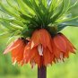 Red Yellow Imperial Crown Fritillaria Imperialis Lutea 400 Seeds