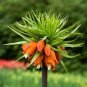 Red Yellow Imperial Crown Fritillaria Imperialis Lutea 400 Seeds