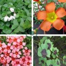 Oxalis Seed Plants Wood Sorrel Flower 200 Seeds