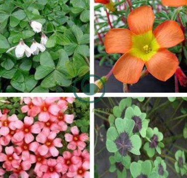 Oxalis Seed Plants Wood Sorrel Flower 200 Seeds
