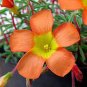 Oxalis Seed Plants Wood Sorrel Flower 200 Seeds