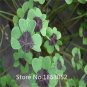 Oxalis Seed Plants Wood Sorrel Flower 200 Seeds