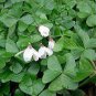 Oxalis Seed Plants Wood Sorrel Flower 200 Seeds