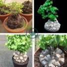 Hottentots' Bread Flores(Dioscorea elephantipes) Bonsai Plant 4 Seeds