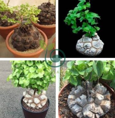 Hottentots' Bread Flores(Dioscorea elephantipes) Bonsai Plant 4 Seeds