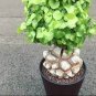 Hottentots' Bread Flores(Dioscorea elephantipes) Bonsai Plant 4 Seeds