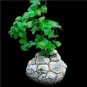 Hottentots' Bread Flores(Dioscorea elephantipes) Bonsai Plant 4 Seeds