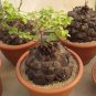 Hottentots' Bread Flores(Dioscorea elephantipes) Bonsai Plant 4 Seeds