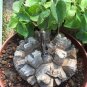 Hottentots' Bread Flores(Dioscorea elephantipes) Bonsai Plant 4 Seeds